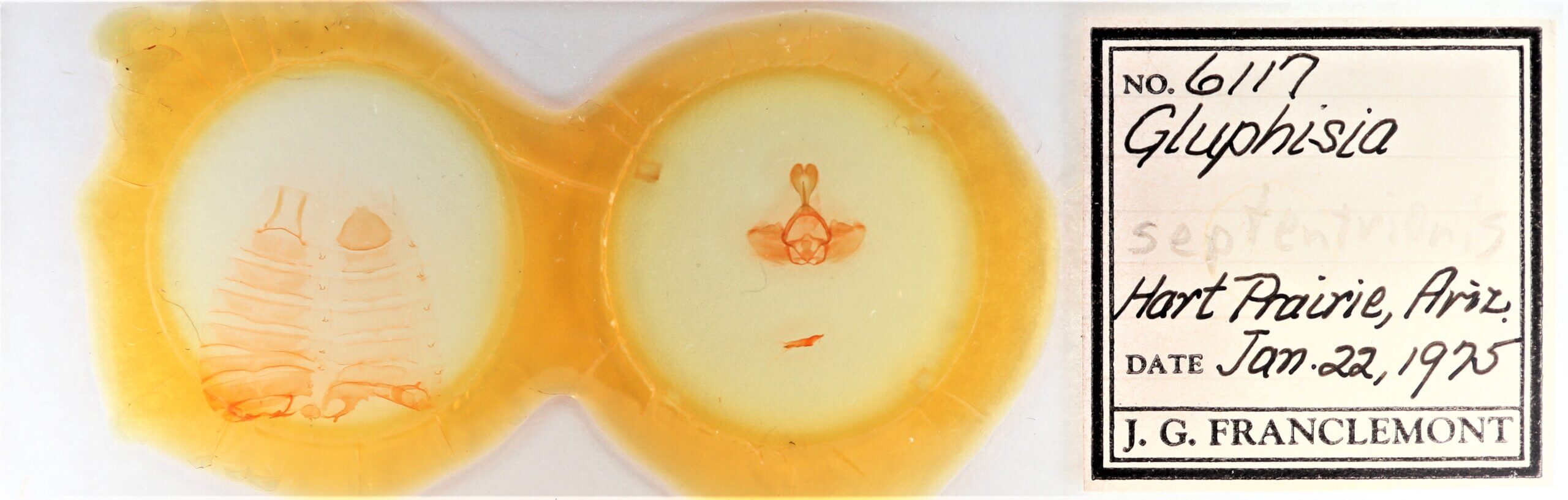 slide view of adult Gluphisia septentrionis