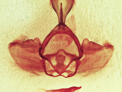 genitalia view of adult Gluphisia septentrionis