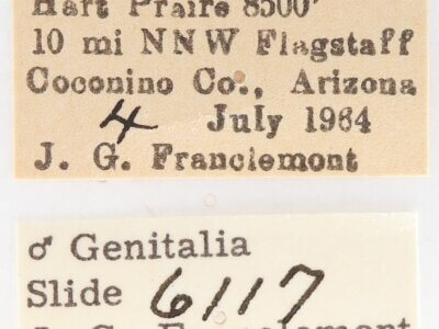 label view of adult Gluphisia septentrionis