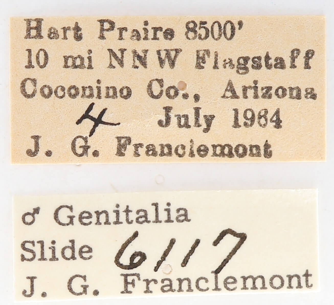 label view of adult Gluphisia septentrionis