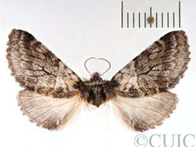 dorsal view of adult Gluphisia septentrionis