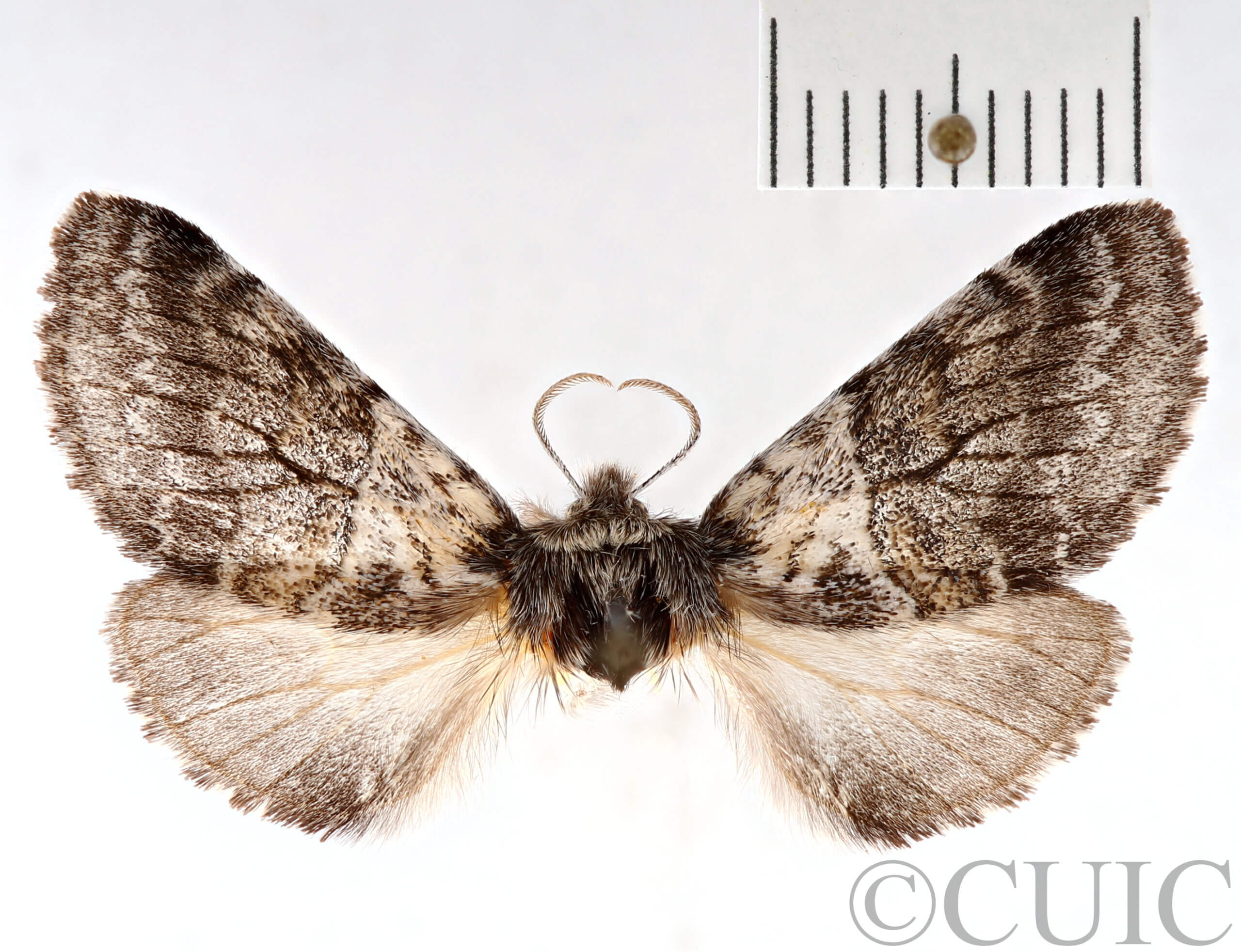 dorsal view of adult Gluphisia septentrionis