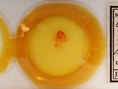 slide view of adult Gluphisia septentrionis