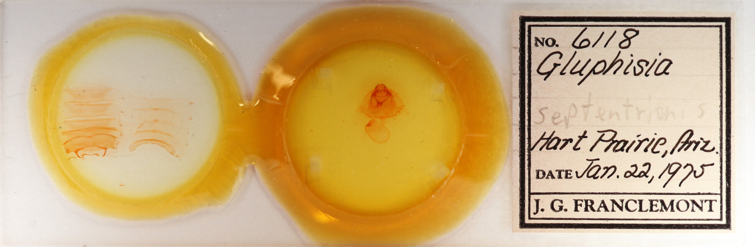 slide view of adult Gluphisia septentrionis