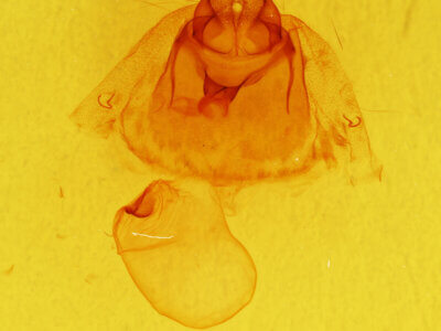 genitalia view of adult Gluphisia septentrionis