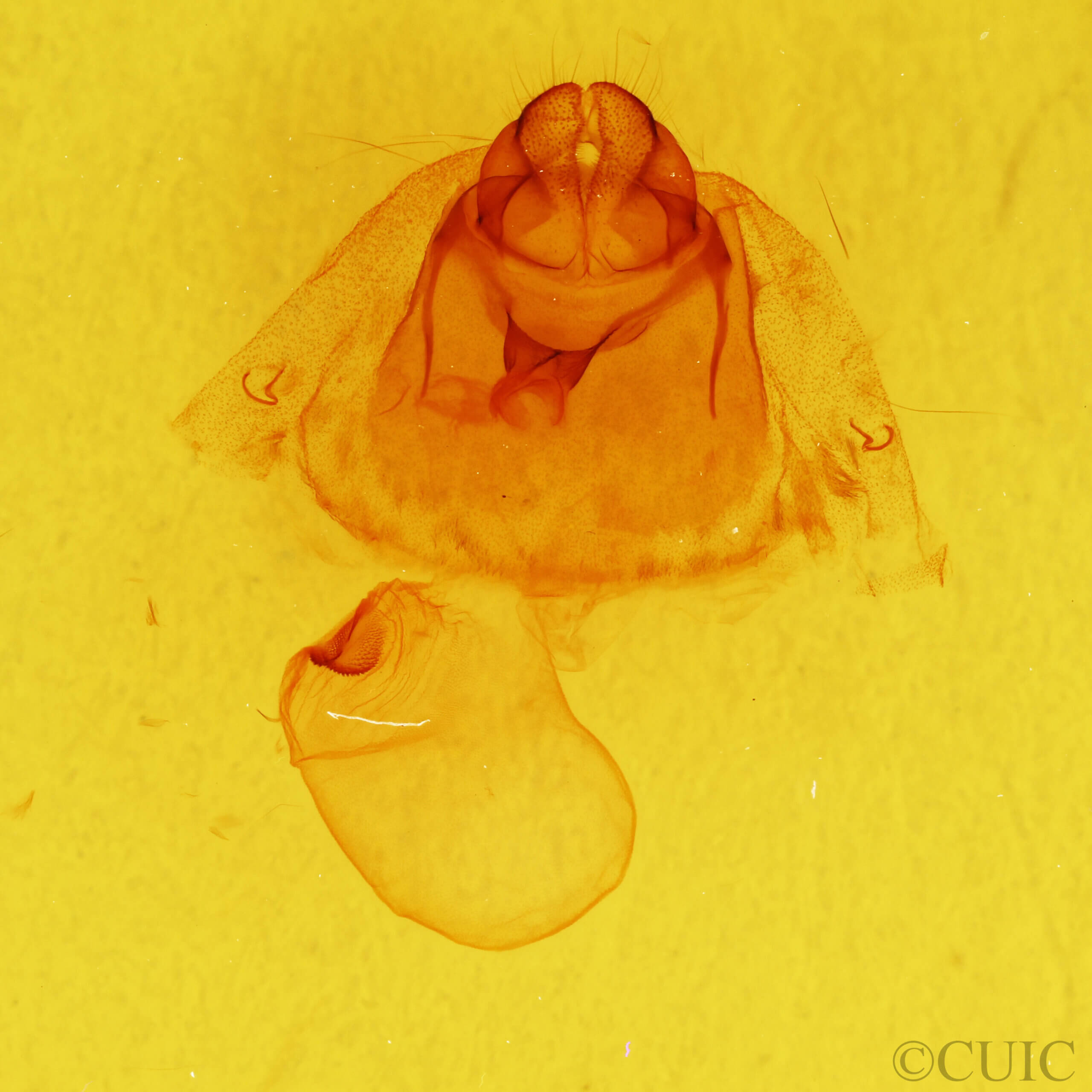 genitalia view of adult Gluphisia septentrionis