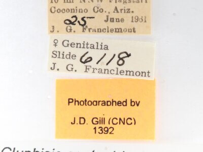 label view of adult Gluphisia septentrionis