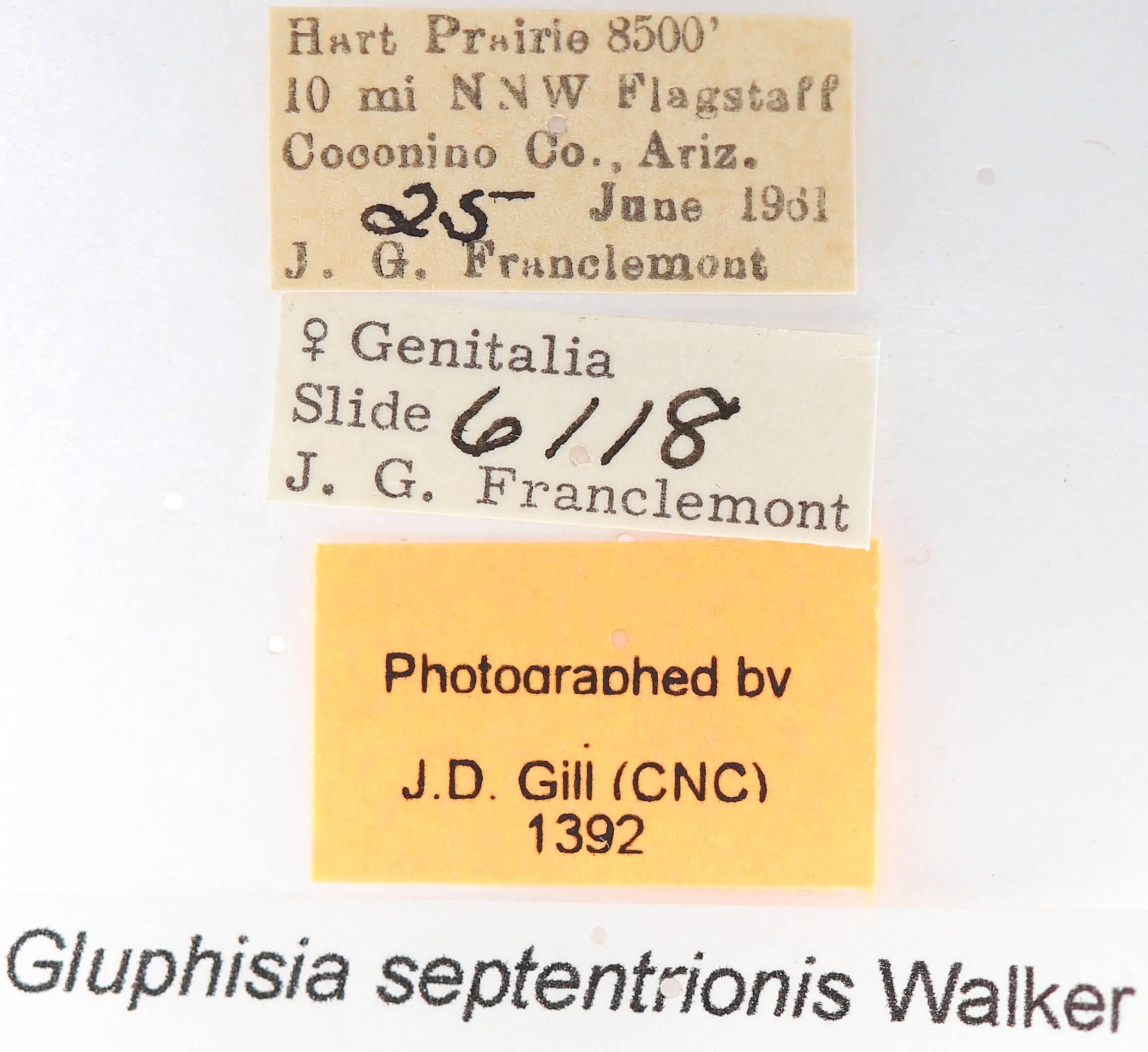 label view of adult Gluphisia septentrionis