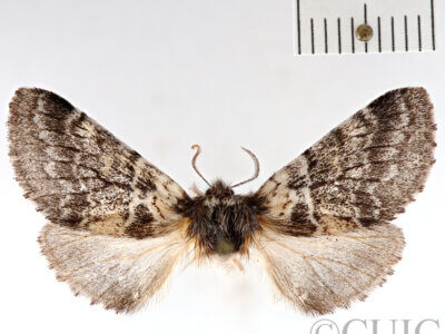 dorsal view of adult Gluphisia septentrionis