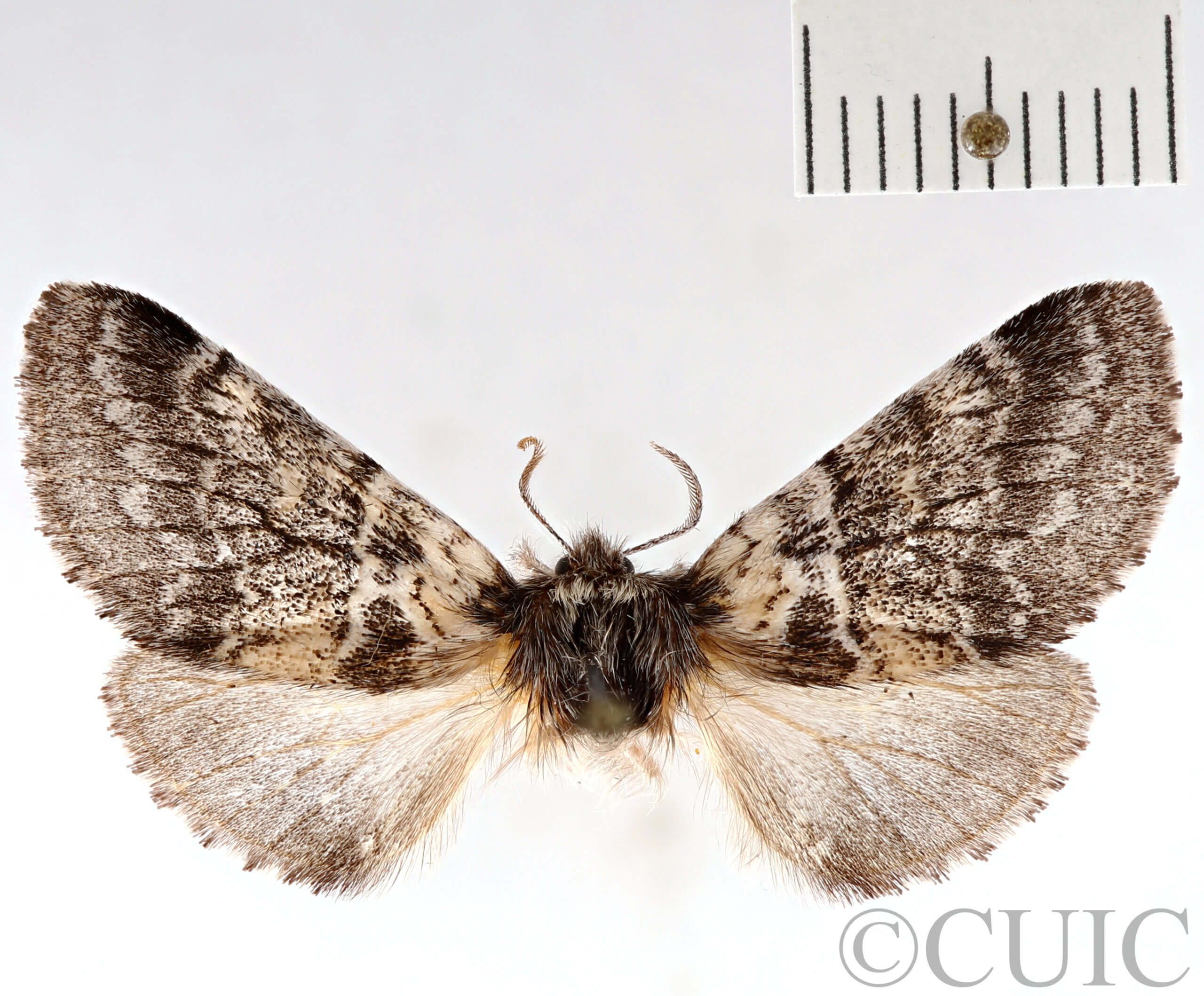 dorsal view of adult Gluphisia septentrionis