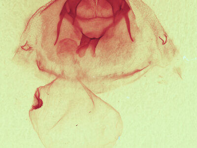 genitalia view of adult Gluphisia septentrionis