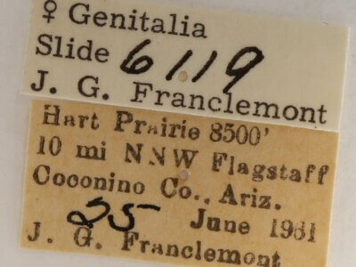 label view of adult Gluphisia septentrionis