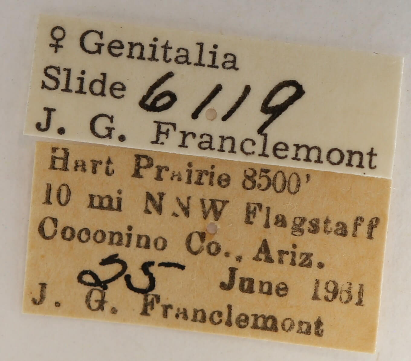 label view of adult Gluphisia septentrionis