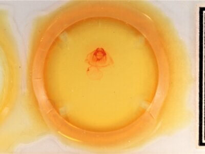 slide view of adult Gluphisia septentrionis