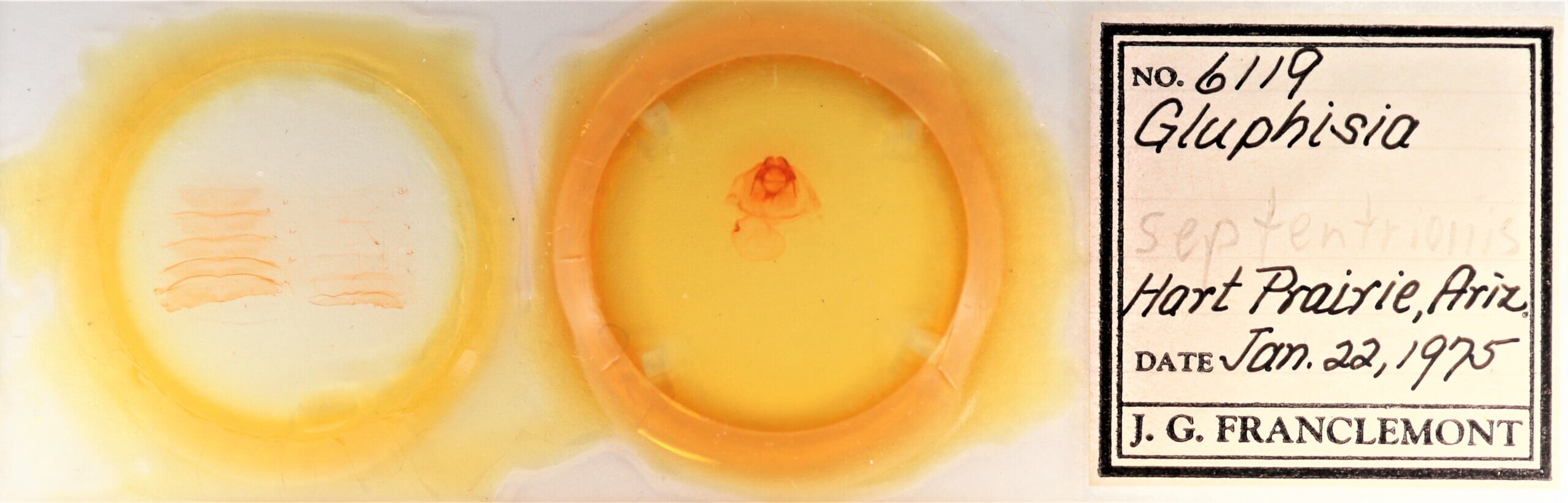 slide view of adult Gluphisia septentrionis