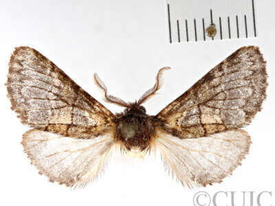 dorsal view of adult Gluphisia wrightii