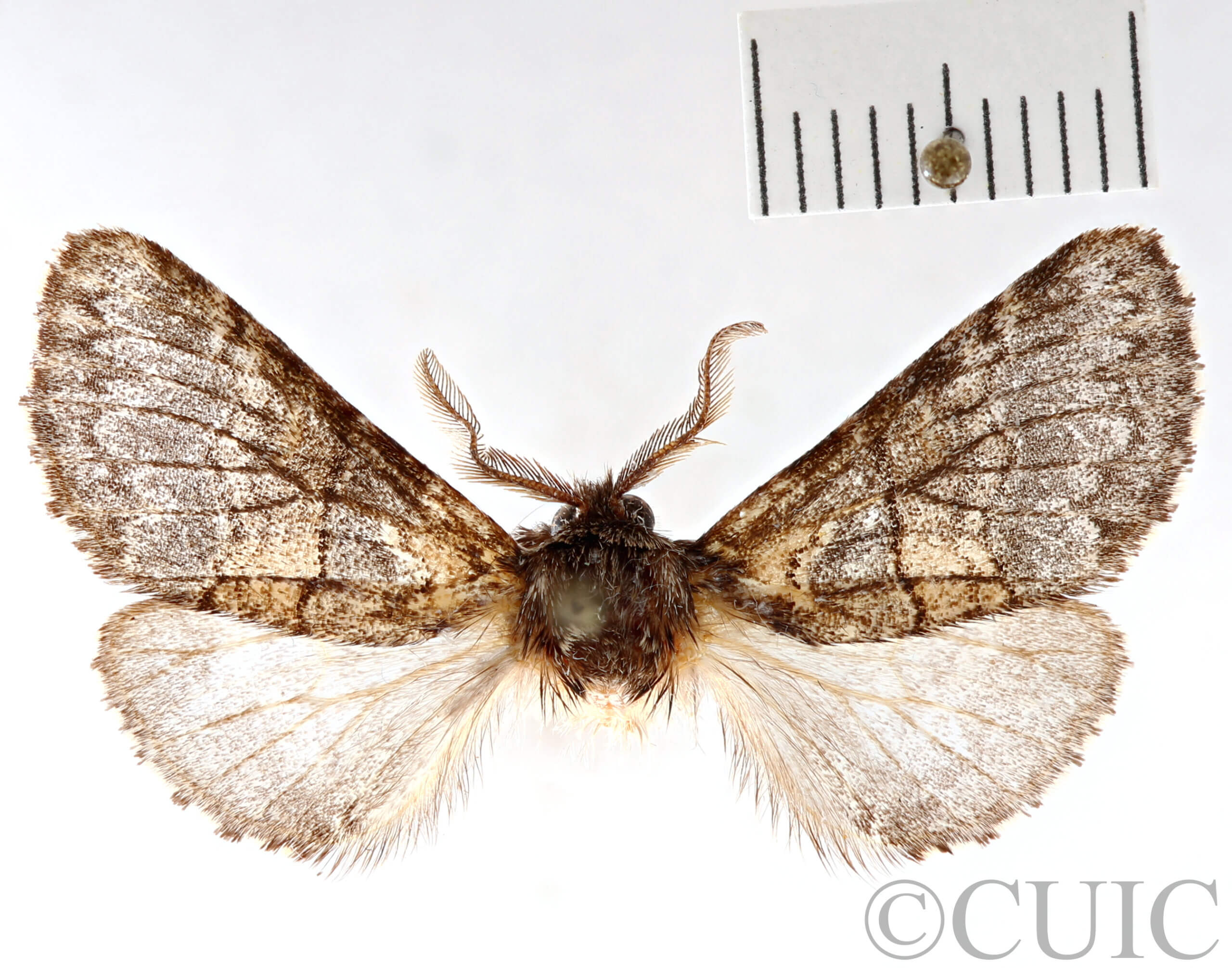 dorsal view of adult Gluphisia wrightii