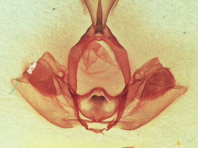 genitalia view of adult Gluphisia wrightii