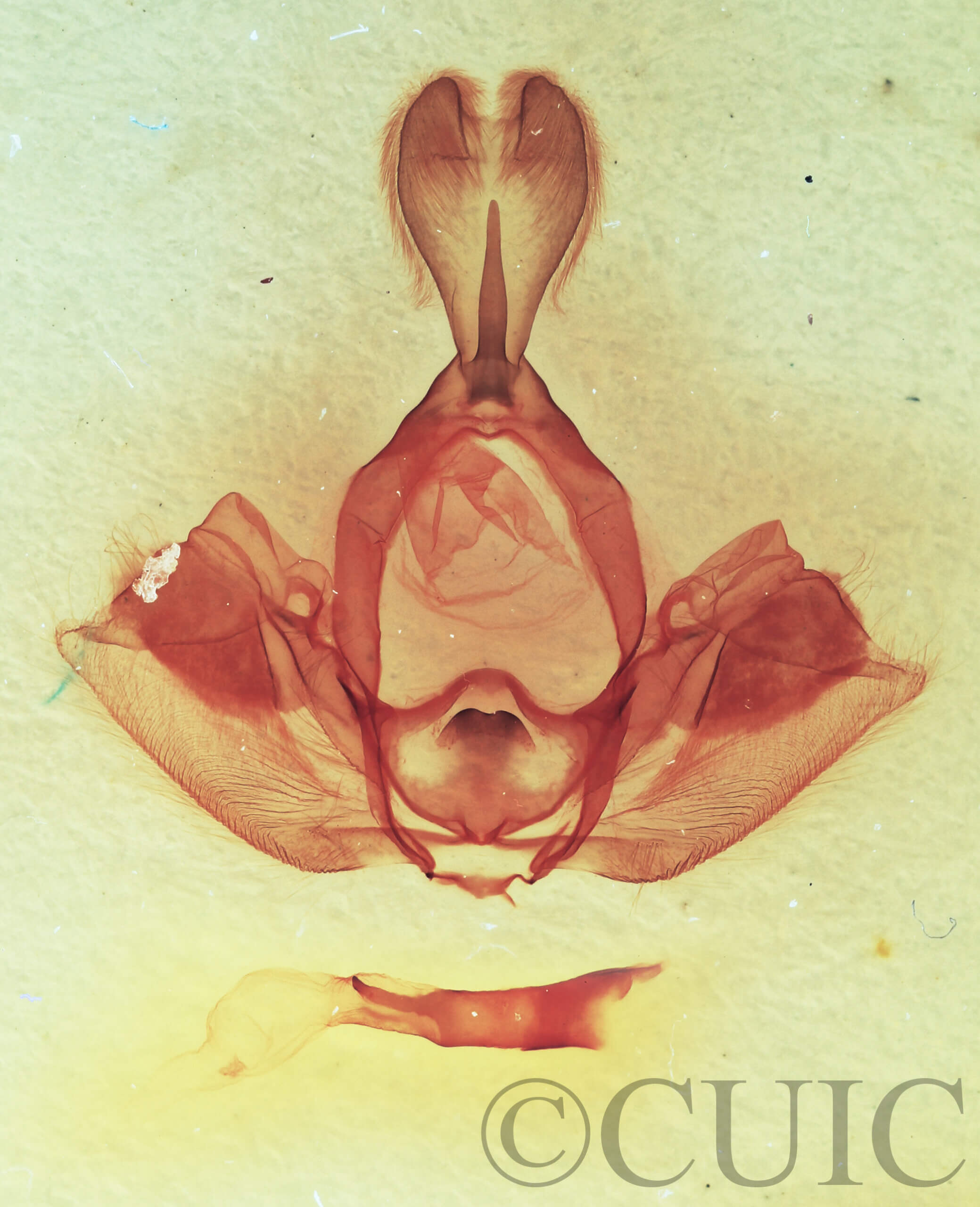 genitalia view of adult Gluphisia wrightii