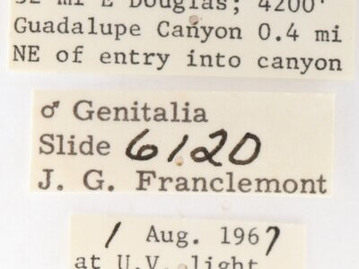 label view of adult Gluphisia wrightii