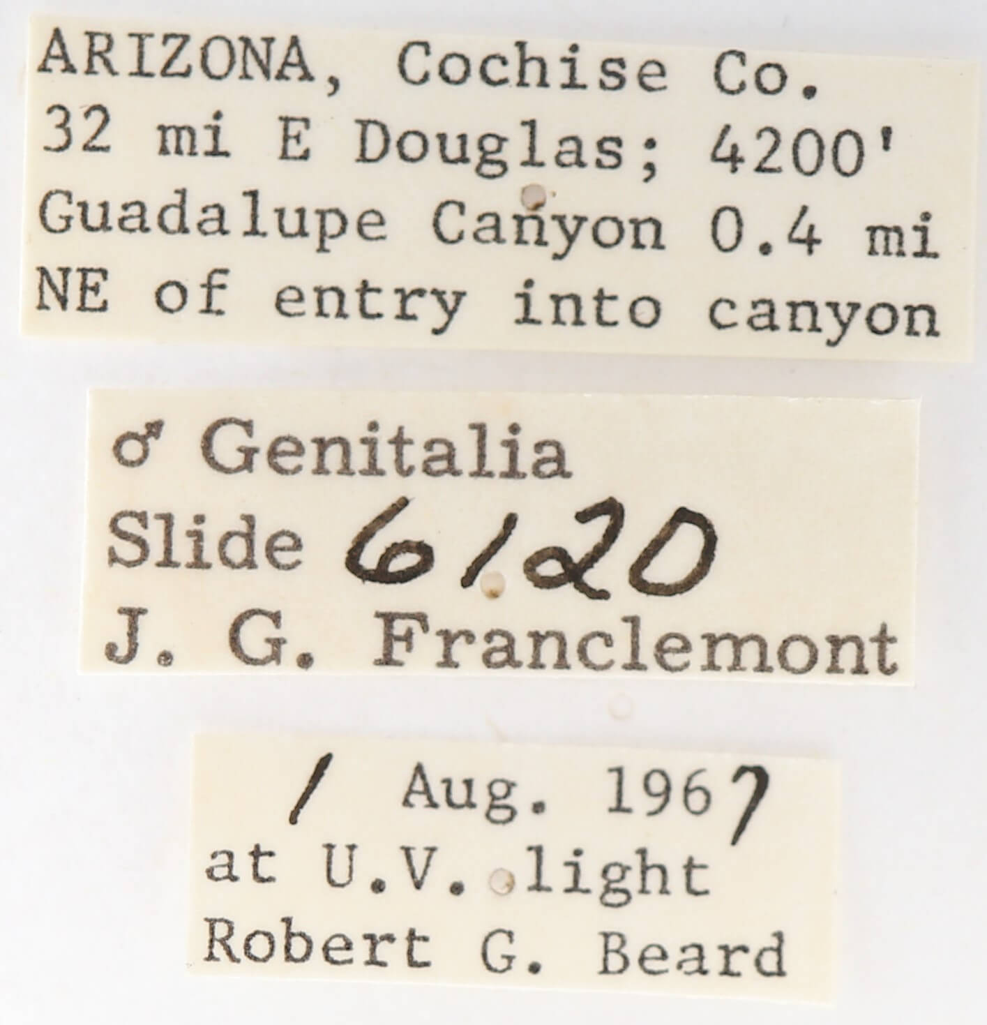 label view of adult Gluphisia wrightii