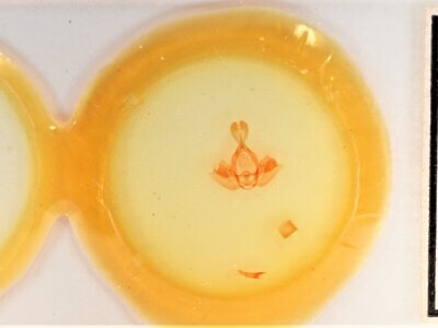 slide view of adult Gluphisia wrightii