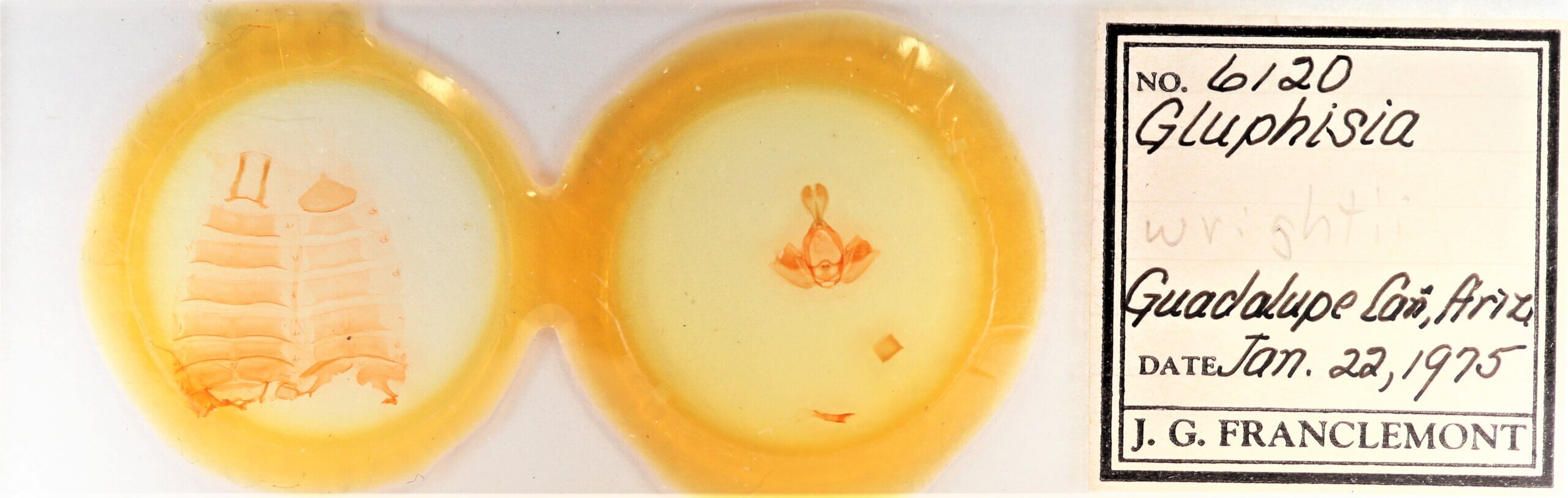 slide view of adult Gluphisia wrightii