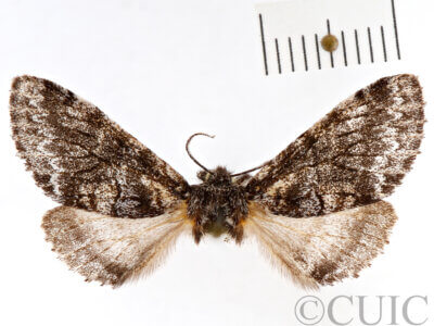 dorsal view of adult Gluphisia septentrionis