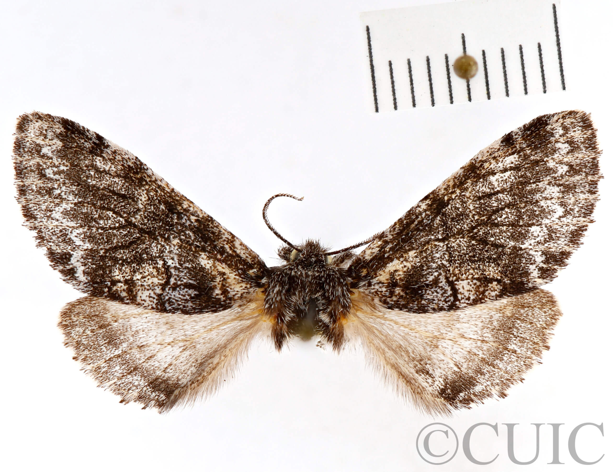 dorsal view of adult Gluphisia septentrionis