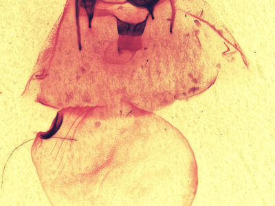 genitalia view of adult Gluphisia septentrionis