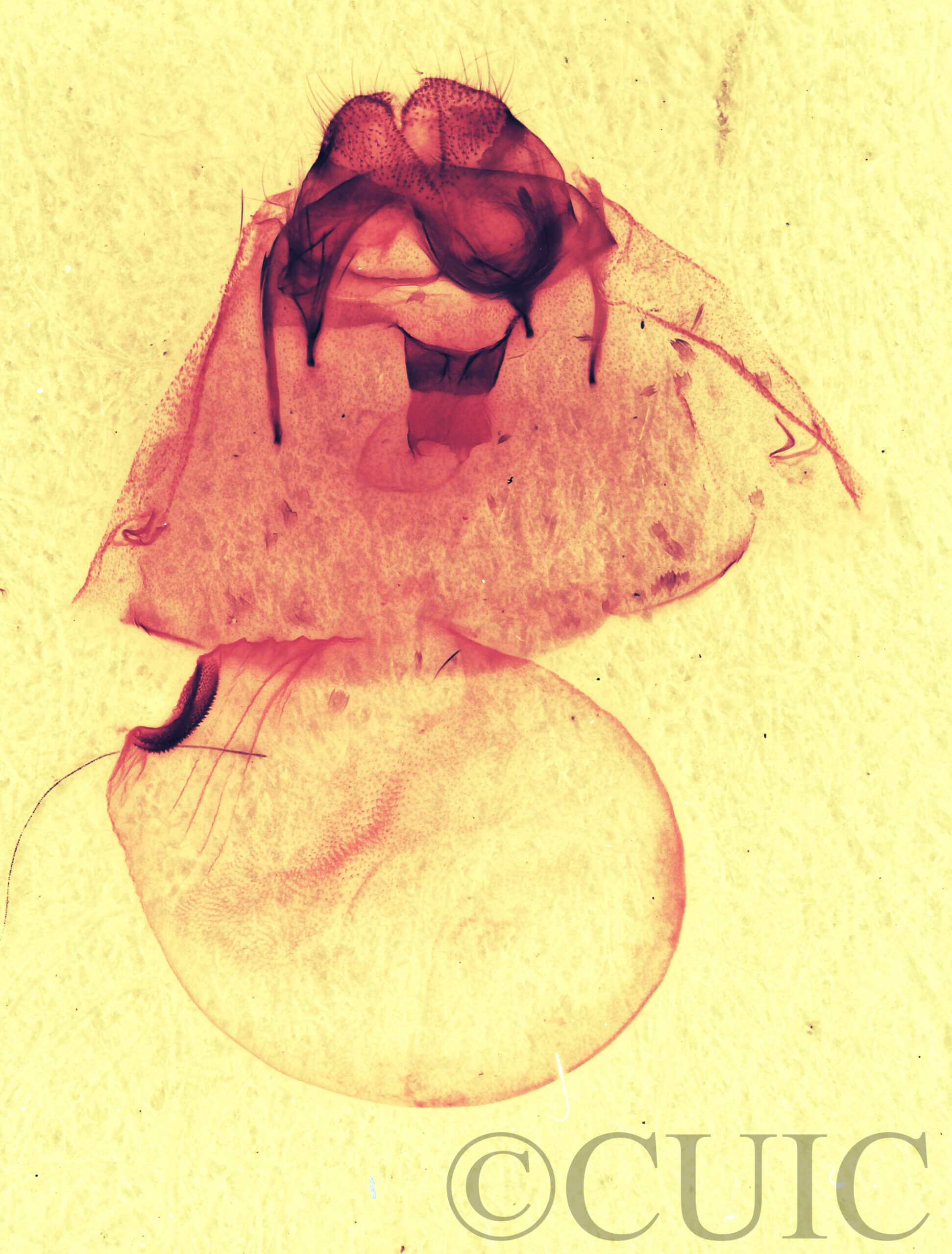 genitalia view of adult Gluphisia septentrionis