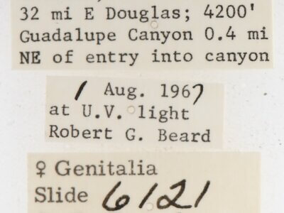 label view of adult Gluphisia septentrionis