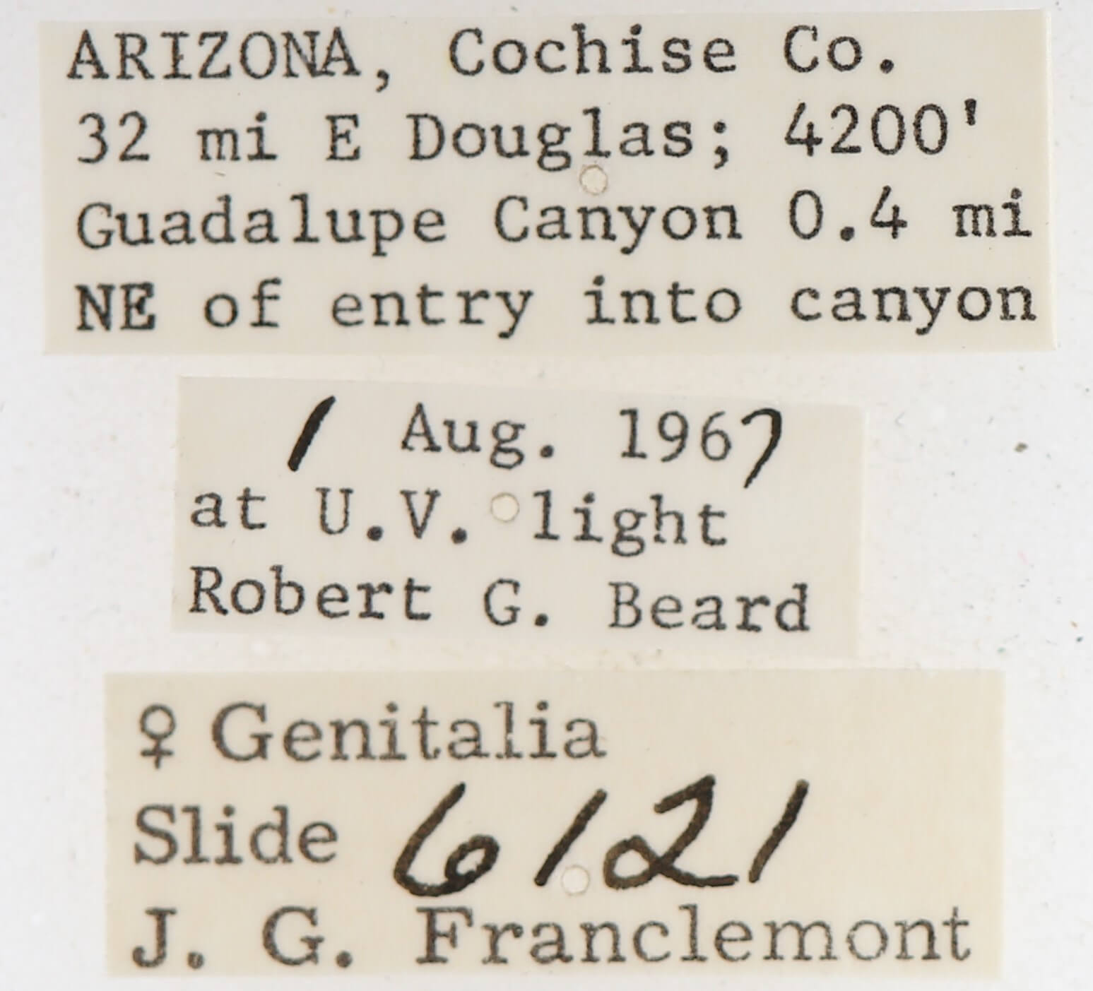 label view of adult Gluphisia septentrionis