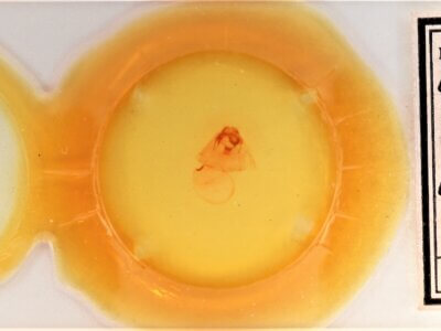 slide view of adult Gluphisia septentrionis