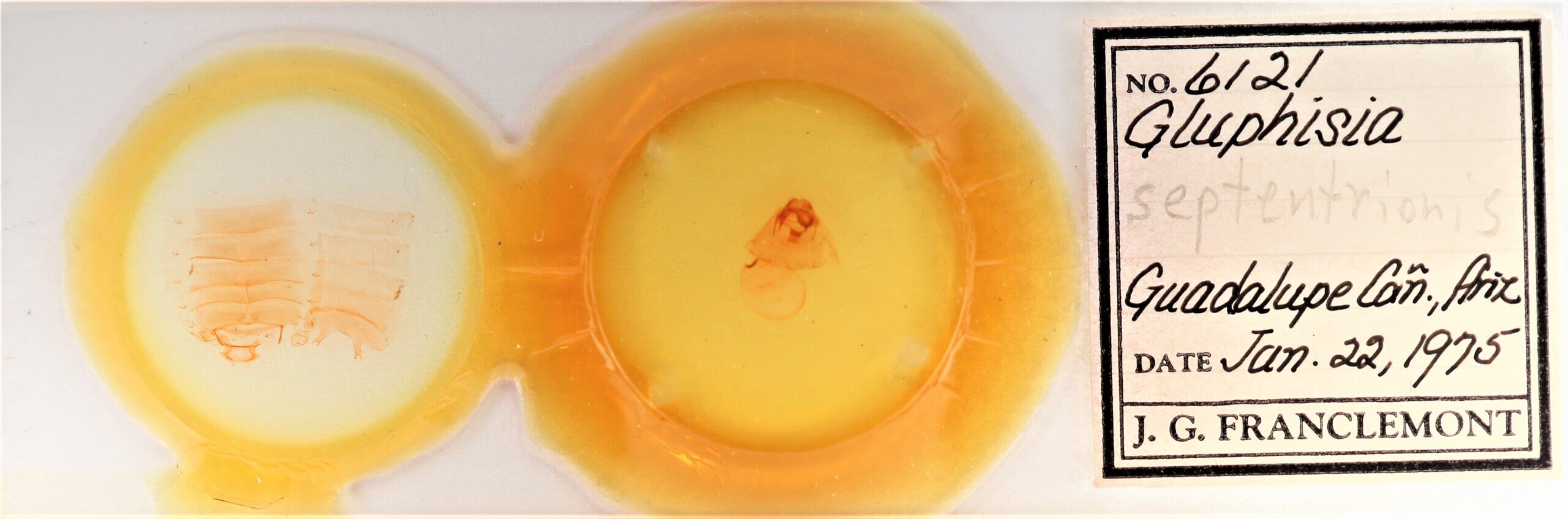 slide view of adult Gluphisia septentrionis