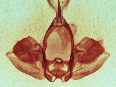 genitalia view of adult Gluphisia