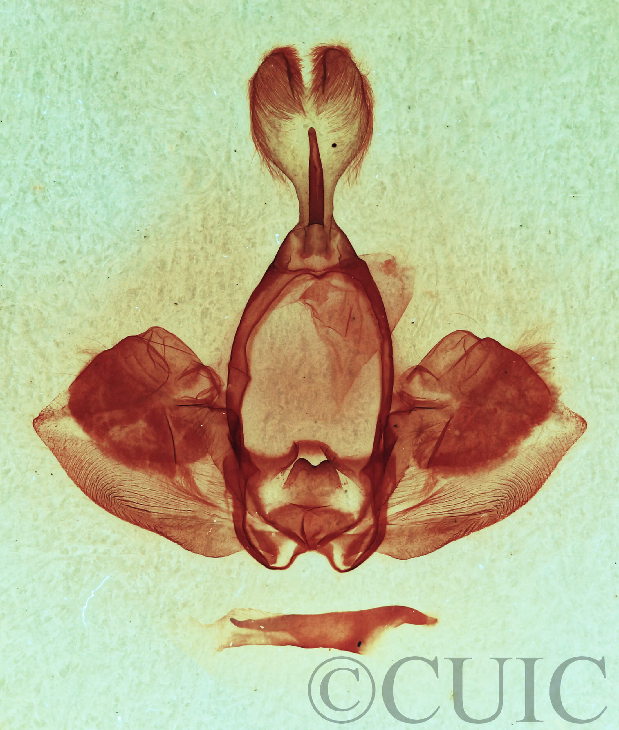 genitalia view of adult Gluphisia