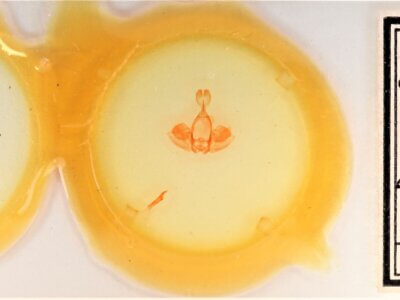 slide view of adult Gluphisia