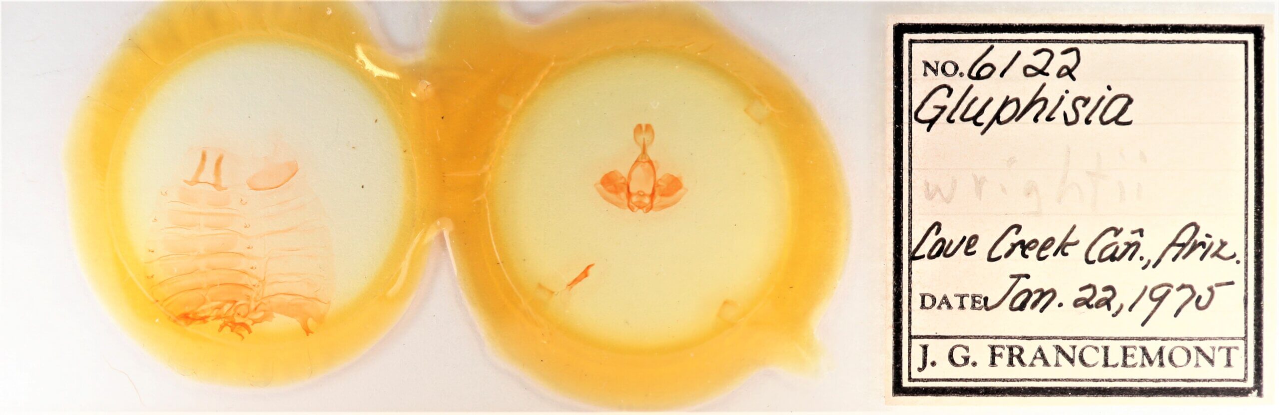 slide view of adult Gluphisia