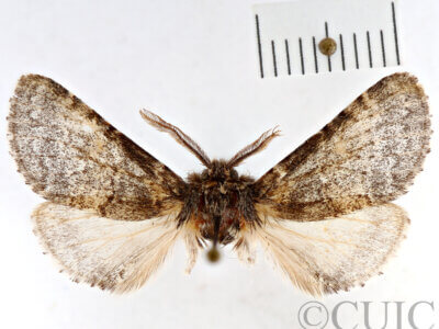 dorsal view of adult Gluphisia