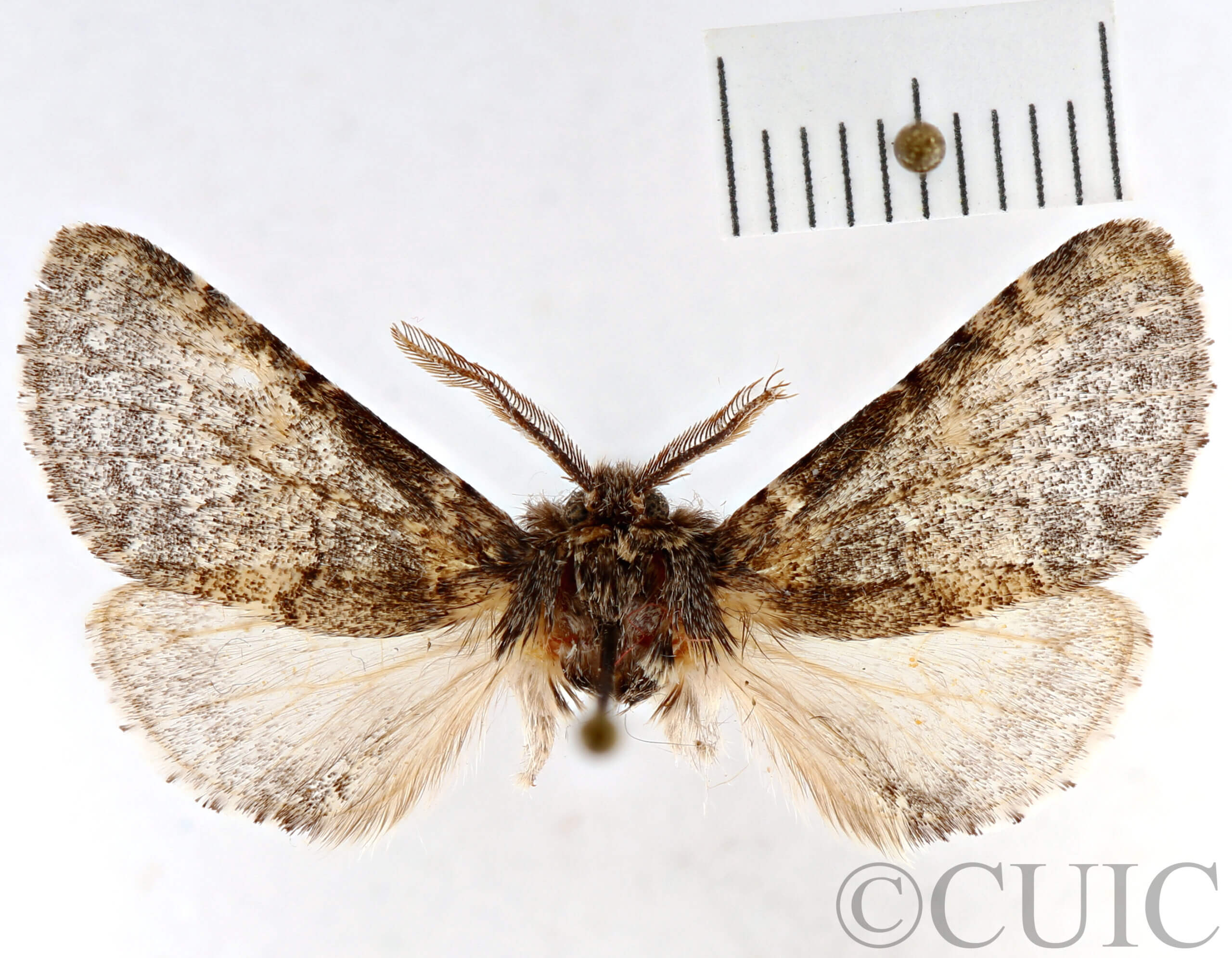 dorsal view of adult Gluphisia