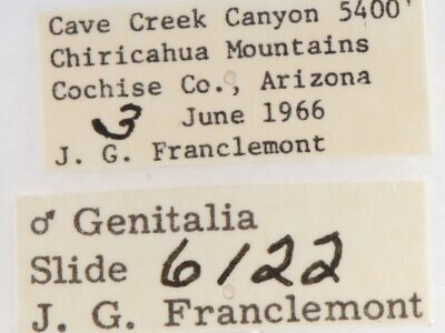 label view of adult Gluphisia