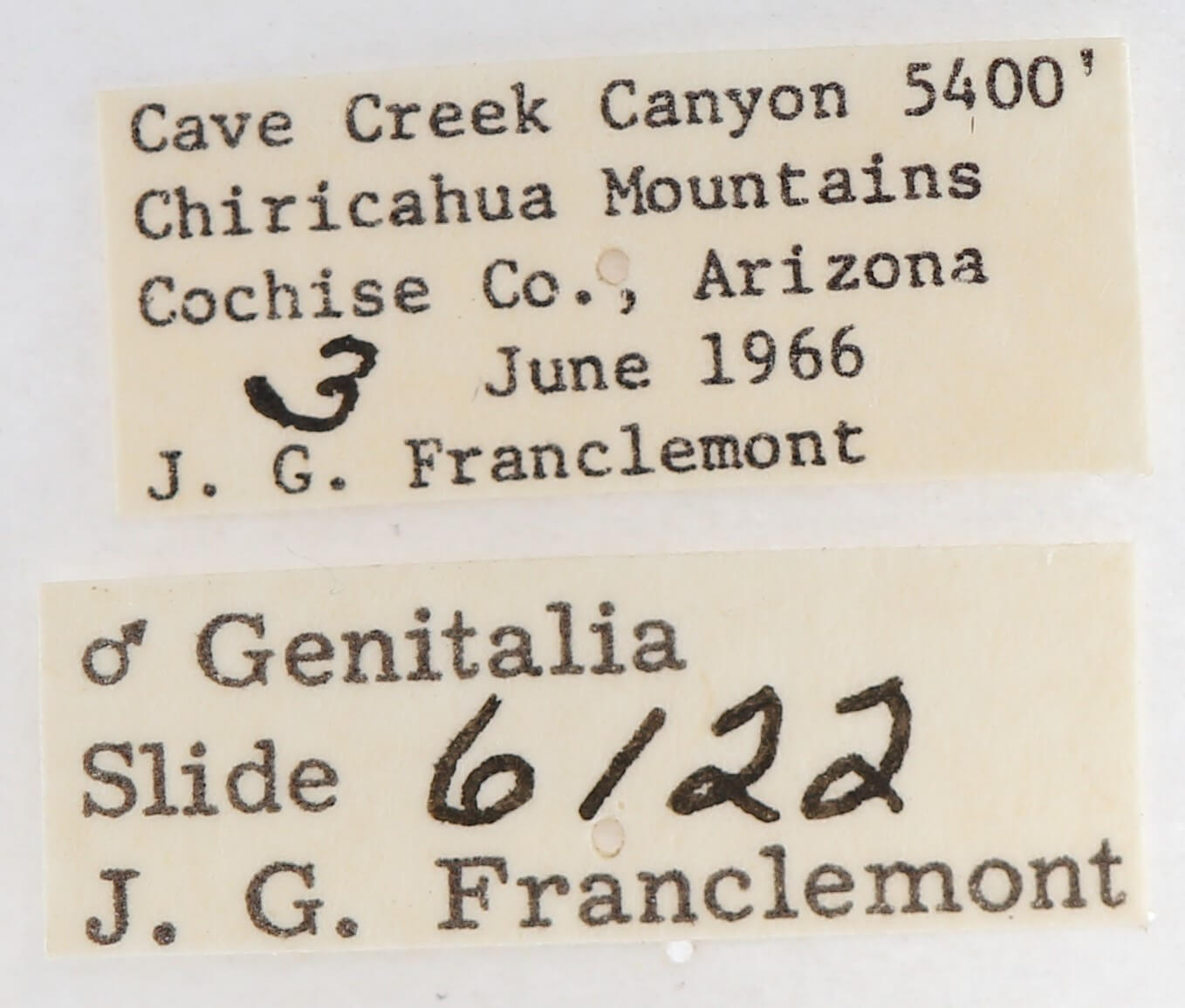 label view of adult Gluphisia