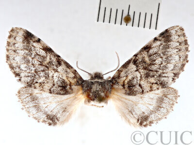 dorsal view of adult Gluphisia wrightii