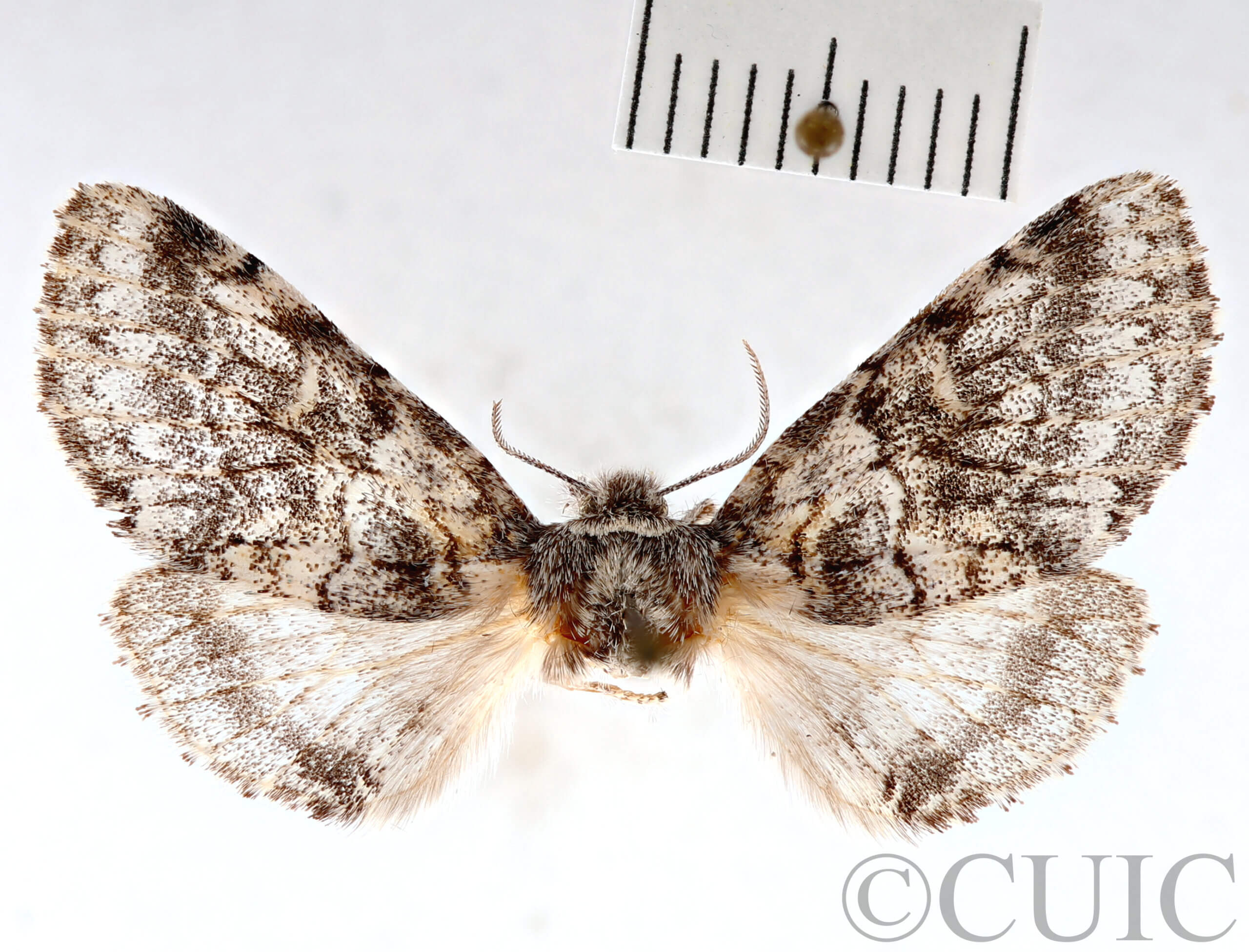 dorsal view of adult Gluphisia wrightii