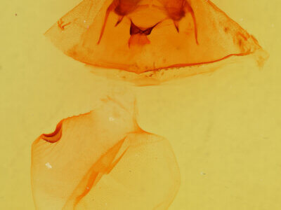 genitalia view of adult Gluphisia wrightii