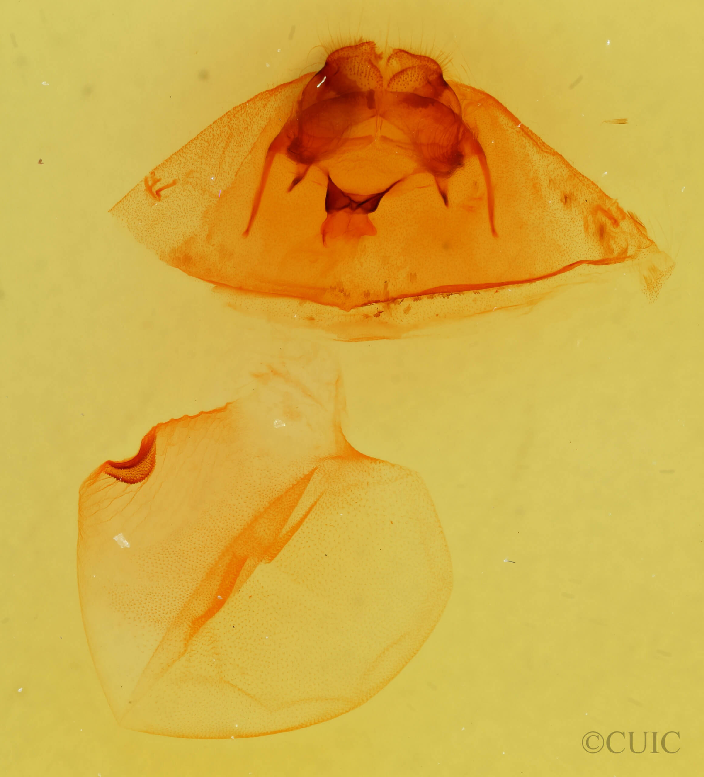 genitalia view of adult Gluphisia wrightii
