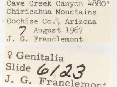 label view of adult Gluphisia wrightii