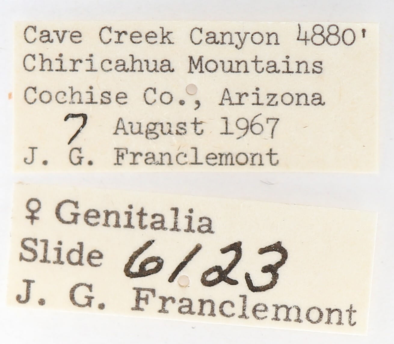 label view of adult Gluphisia wrightii