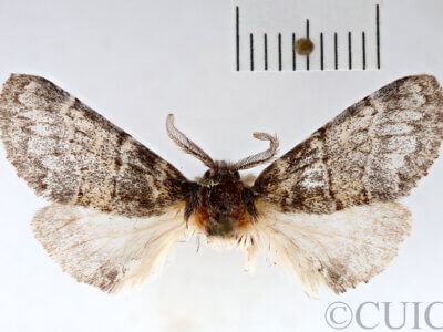 dorsal view of adult Gluphisia wrightii